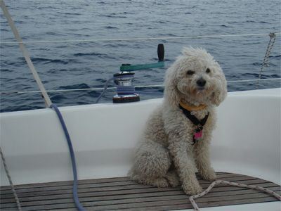 Sailing Greek islands Pet Friendly
