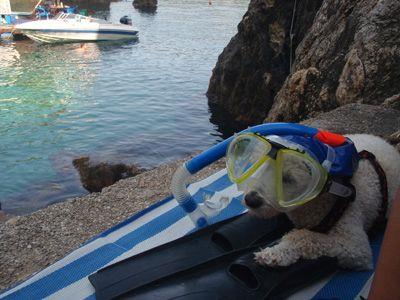 Pet Friendly - Dog with Snorkeling Equipment