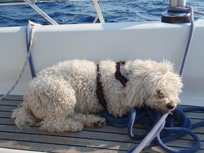 Dog sleaping on the ropes from a sailboat deck