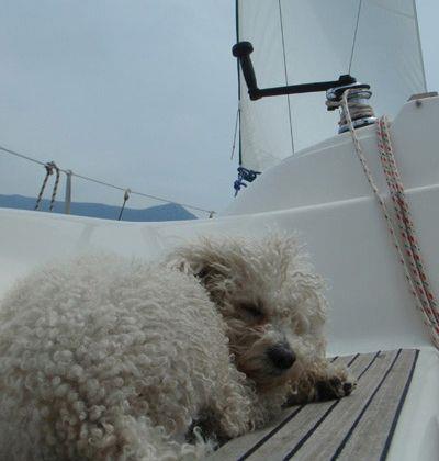Pet Friendly - Caniche sleaping on sailboat deck