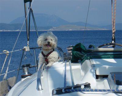 Sailing Greek islands -Dog on deck of a sailboat being happy in the wind