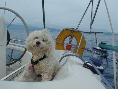 Pet Friendly - Dog on Sailboat helping with sailing